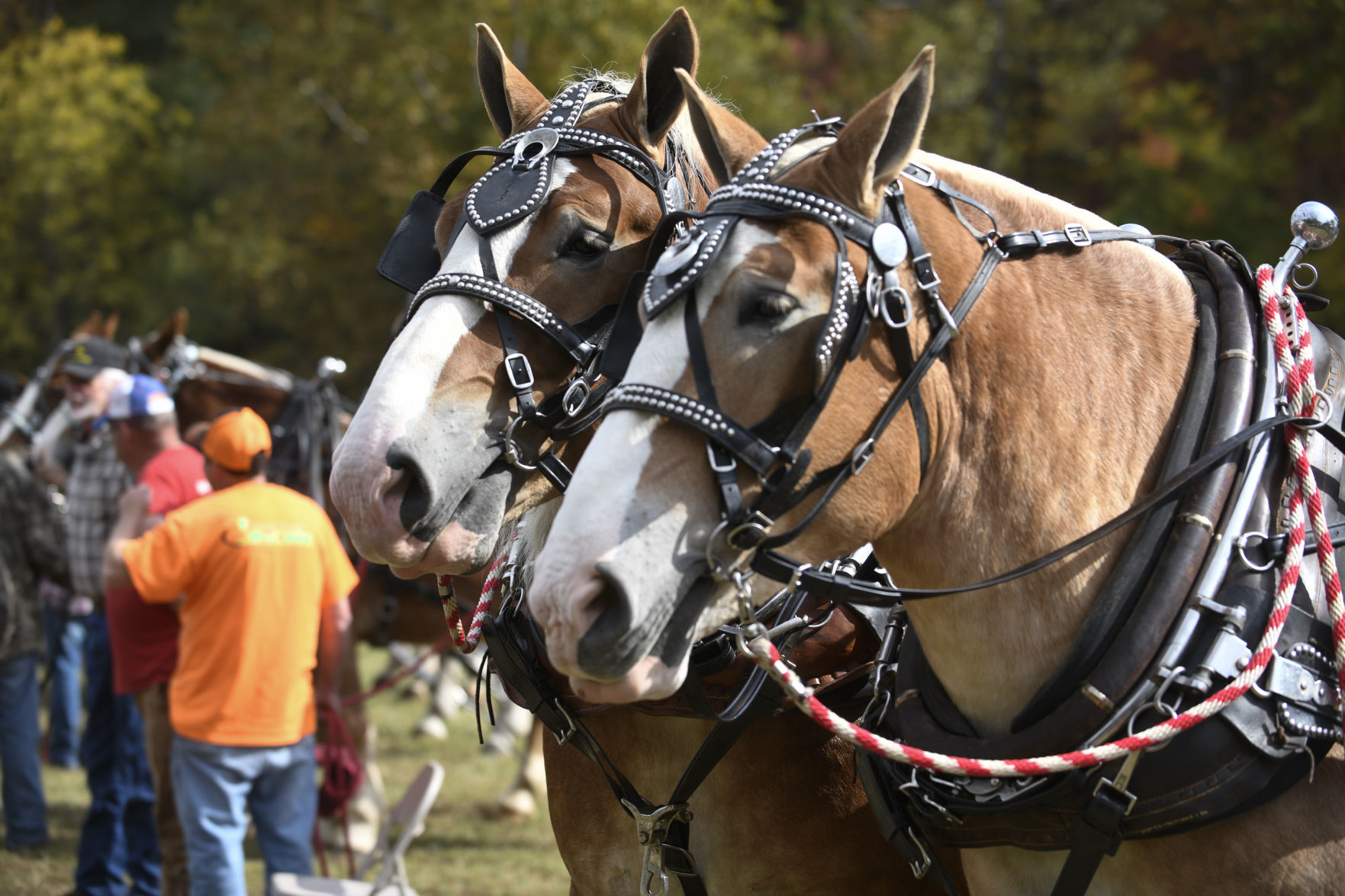 Folklife Festival